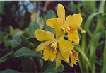 Miniatuur voor Bestand:A and B Larsen orchids - Brassolaeliocattleya Fortune Spellbound 883-9.jpg