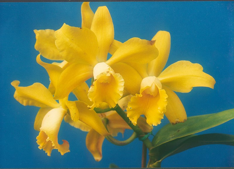 File:A and B Larsen orchids - Brassolaeliocattleya Toshie Aoki x SLC Mini etc 230-5.jpg