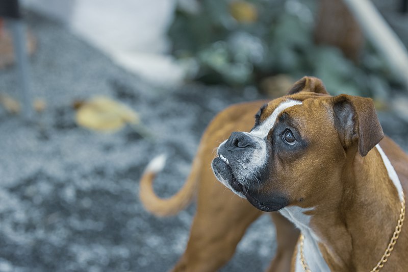 File:A female boxer dog in Iran ـ Mostafa Meraji Canon Photography 03.jpg