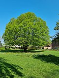 Thumbnail for File:A hornbeam in Salisbury.jpg