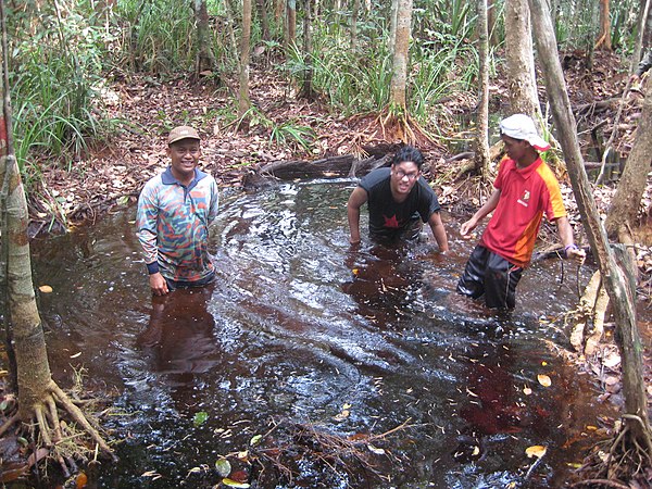 Peat forms under waterlogged conditions in peat swamp forests such as this one in Raja Musa Forest Reserve, Selangor, Malaysia.