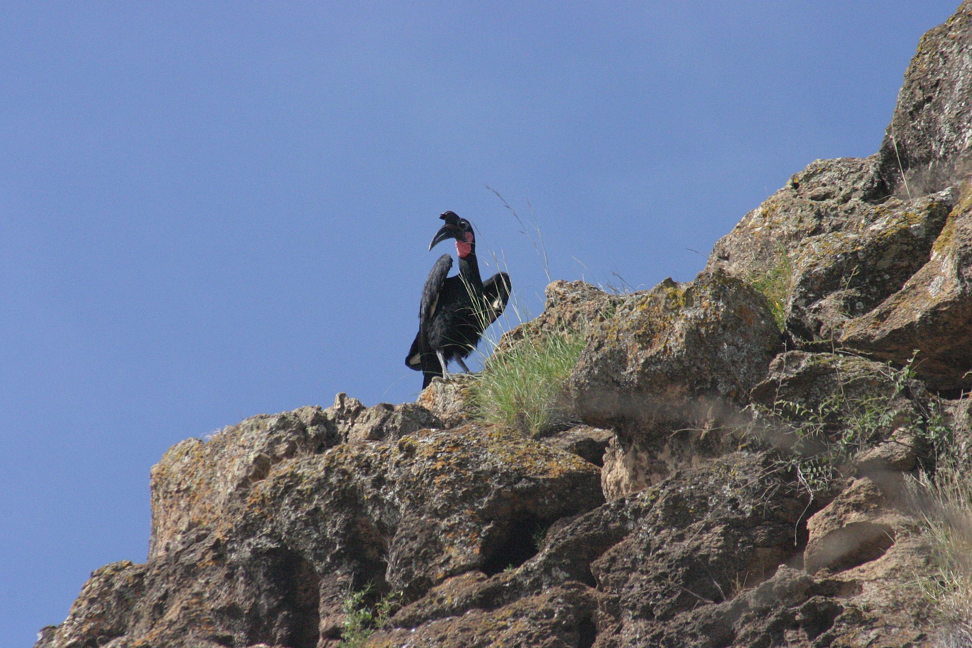 Abyssinian Ground-hornbill, Lake Langano, Ethiopia, 2004-10-29.jpg