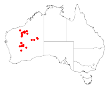 Podaci o pojavi Acacia balsamea iz Australasian Virtual Herbarium