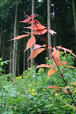 Acer cissifolium JPG1.jpg