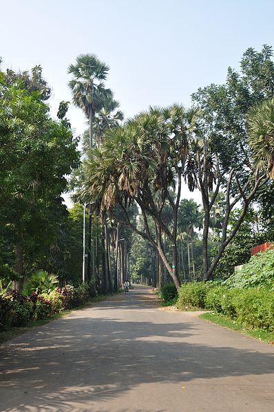 File:Acharya Jagadish Chandra Bose Indian Botanic Garden - Howrah 2011-01-08 9889.JPG