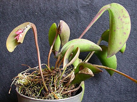 Tập_tin:Acianthera_hamosa_01.jpg