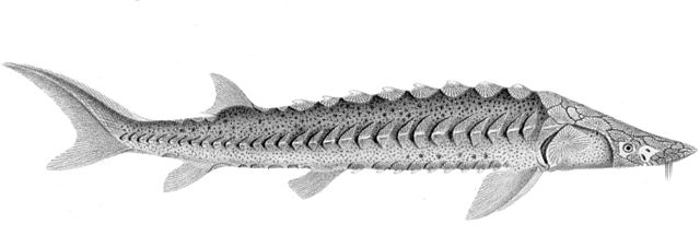 Green sturgeon