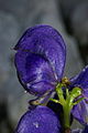 Aconitum napellus g2.JPG