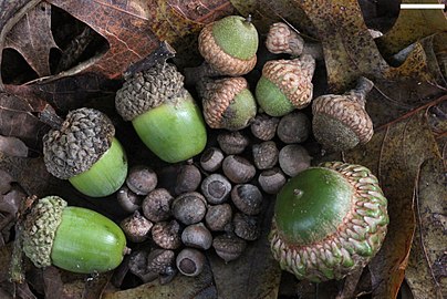 Quercus phellos, Quercus falcata,Quercus alba ha Quercus coccinea