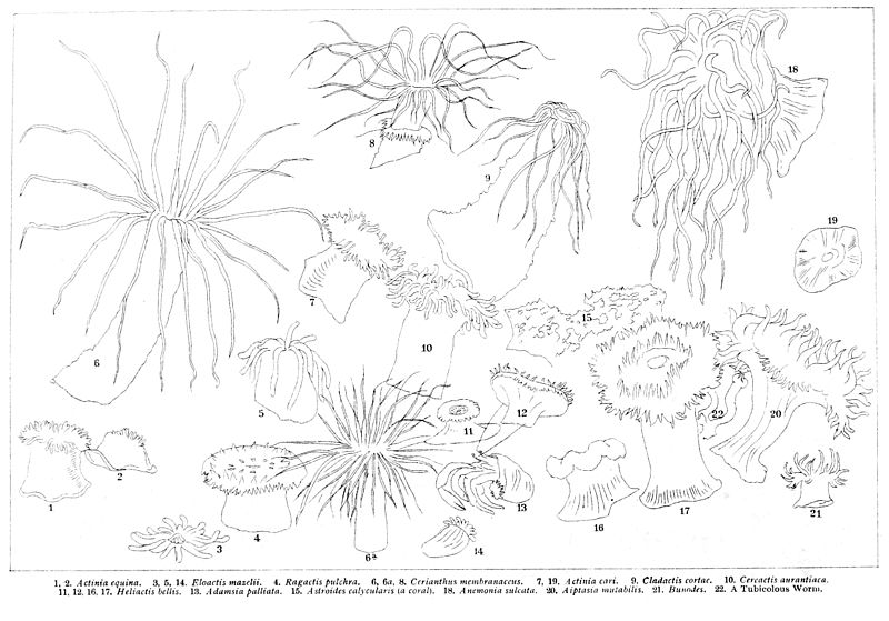 File:Actiniaria description.jpg