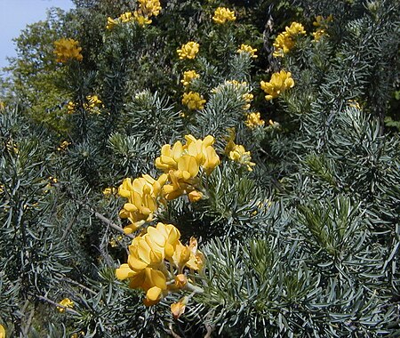 Adenocarpus decorticans