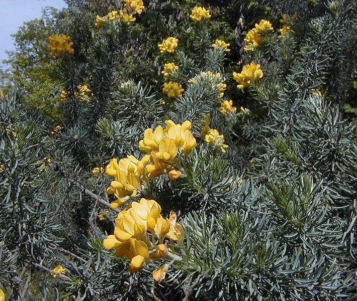 File:Adenocarpus decorticans.jpg