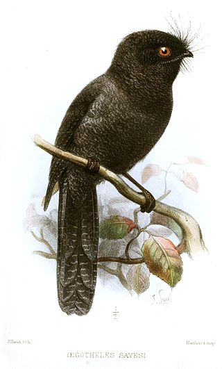 <span class="mw-page-title-main">New Caledonian owlet-nightjar</span> Species of bird