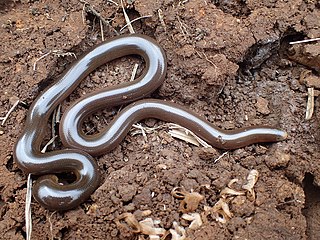 Bibrons blind snake Species of snake