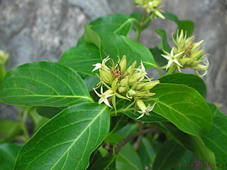 <i>Aganosma cymosa</i> species of plant, liana