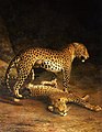 English: Two Leopards Lying in the Exeter