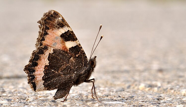 Крапивница (Aglais urticae)