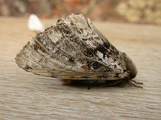 <i>Aglaosoma variegata</i> Species of moth