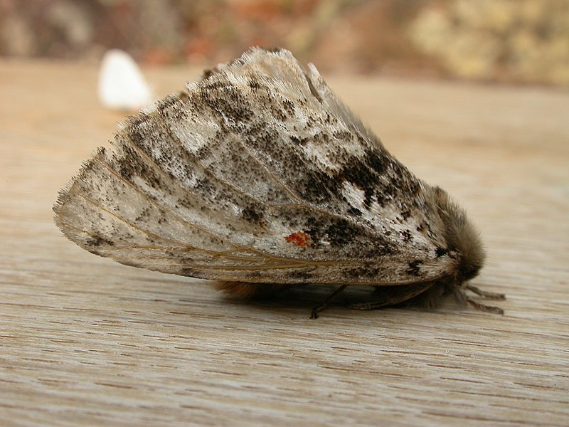 File:Aglaosoma variegata 1.jpg