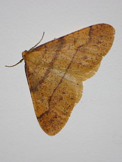 <i>Agriopis aurantiaria</i> Species of moth