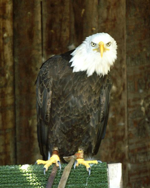 File:Aguila-calva - Bald-Eagle - Haliaeetus-leucocephalus.jpg