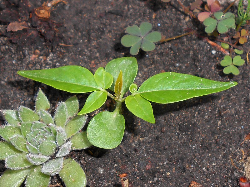 File:Ailanthus altissima 2018-06-05 3026.jpg