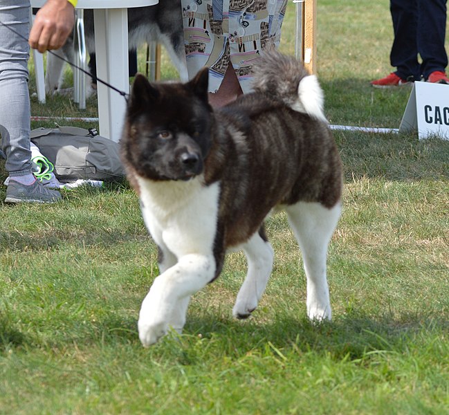 File:Akita inu 2021 04.jpg