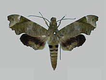 Aleuron cymographum BMNHE273004 mâle vers le haut.jpg