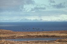 Aleutian cackling geese in flight over Amchitka Island