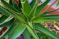 Aloe (Aloe vera).