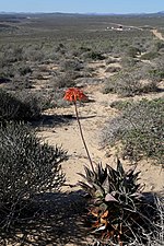 Vorschaubild für Aloe arenicola