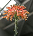 Aloe grandidentata03.jpg