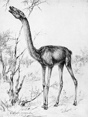 Robert Bruce Horsfall 1913-ból származó élő rekonstrukciója benyomást tesz az állat lehetséges megjelenésére.