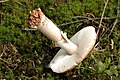 Зрелый гриб, заметно бороздчатое кольцо, низ ножки повреждён личинками