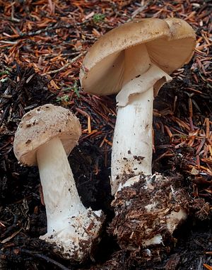 Younger and older fruiting bodies of the porphyry brown amanita (Amanita porphyria)