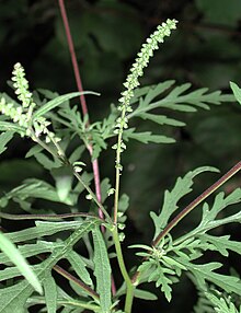 Ambroisie artemisiifolia 10446.jpg