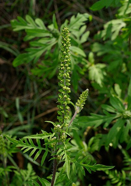 File:Ambrosia artemisiifolia 2 RF.jpg