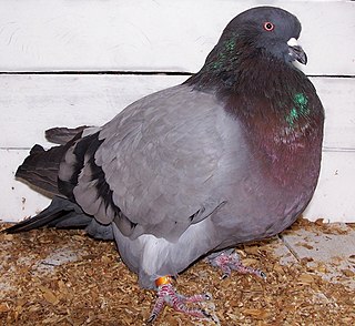 Giant Runt pigeon breed