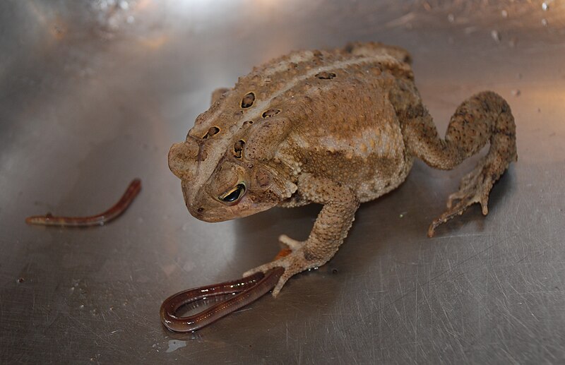 File:American Toad 8638.jpg