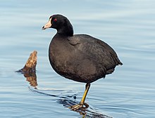 American coot American coot in Prospect Park (06152).jpg