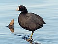 Image 17American coot in Prospect Park