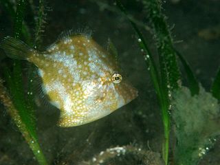 <i>Rudarius ercodes</i> Species of fish