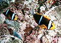 Amphiprion chrysopterus by NPS