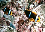 Thumbnail for Orange-fin anemonefish