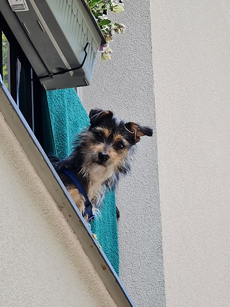 File:An inquisitive dog in Pszczyna, Poland, June 2021.jpg