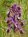 Anacamptis morio subsp. longicornu Italy - Sicily