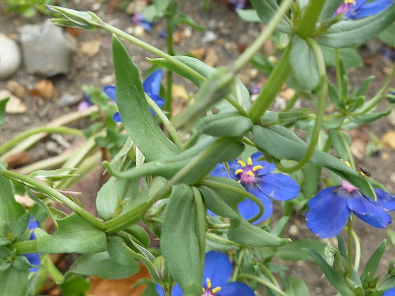 File:Anagallis 'Blue' (Primulaceae) leaves.JPG