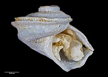 Anatoma aupouria (Пауэлл, 1937) (AM MA72218-1) .jpg