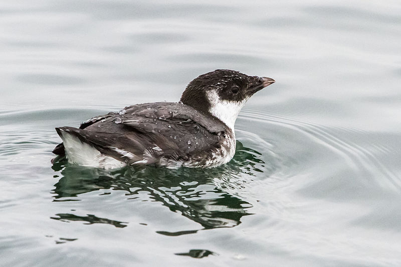 File:Ancient Murrelet - Semiahmoo Spit.jpg