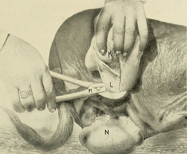 File:Animal castration, a book for the use of students and practitioners; (1914) (14761535324).jpg